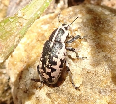 Eudiagogus rosenschoeldi