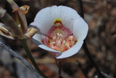 Calochortus superbus