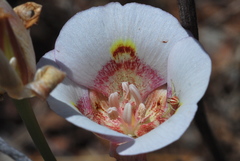 Calochortus superbus