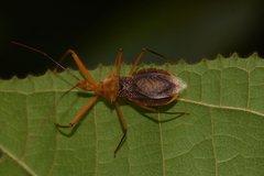Ploeogaster socius