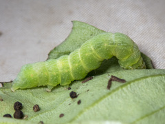 Chrysodeixis argentifera