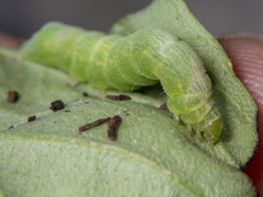 Chrysodeixis argentifera