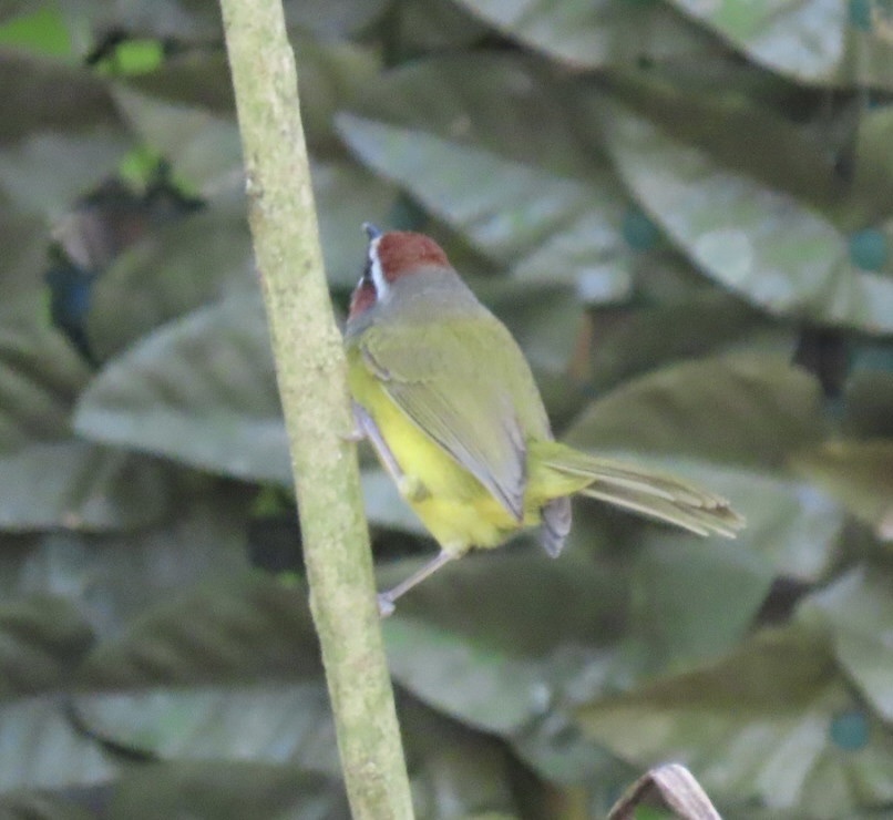 Basileuterus delattrii delattrii