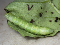 Chrysodeixis argentifera