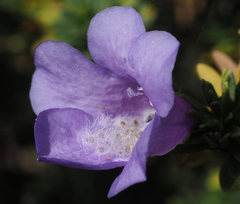 Leucophyllum pringlei