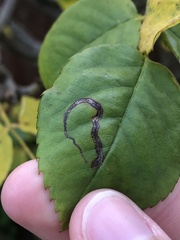 Stigmella anomalella