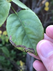 Stigmella anomalella