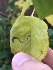 Stigmella anomalella