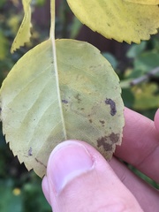 Stigmella anomalella
