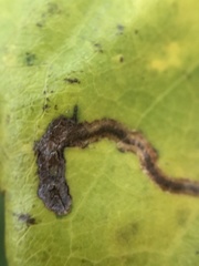 Stigmella anomalella