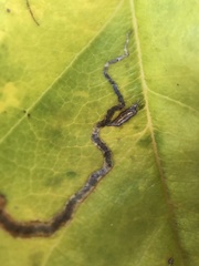 Stigmella anomalella