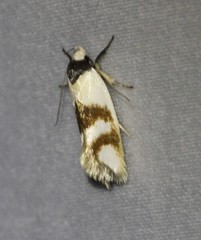 Antipterna trilicella