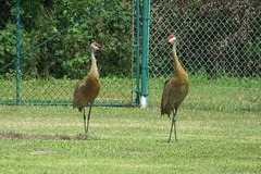 Grus canadensis image