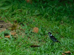 Sporophila americana