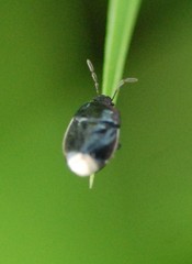 Legnotus limbosus