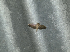 Herpetogramma semilaniata