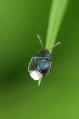 Legnotus limbosus