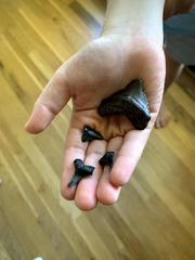 Carcharodon megalodon