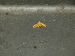 Orphanostigma haemorrhoidalis