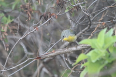 Setophaga pitiayumi graysoni