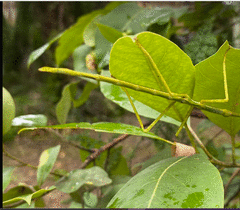 Anchiale austrotessulata