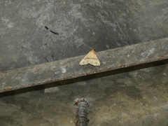 Tetanolita borgesalis