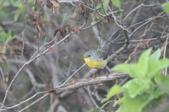 Setophaga pitiayumi graysoni