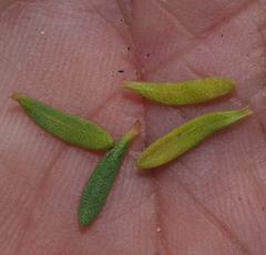 Leucophyllum pringlei