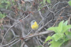 Setophaga pitiayumi graysoni