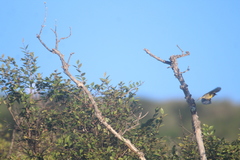 Setophaga pitiayumi graysoni