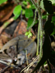 Palicourea callithrix