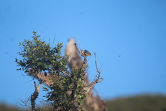 Setophaga pitiayumi graysoni