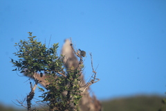 Setophaga pitiayumi graysoni