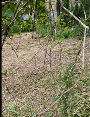 Anchiale austrotessulata