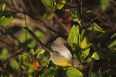 Setophaga pitiayumi graysoni