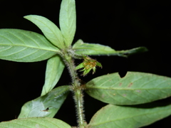 Palicourea callithrix