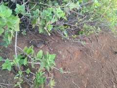 Pipilo maculatus socorroensis