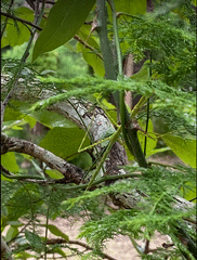 Anchiale austrotessulata