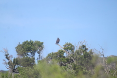 Buteo jamaicensis socorroensis