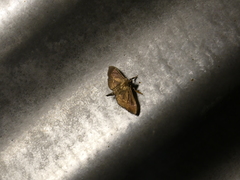 Herpetogramma servalis