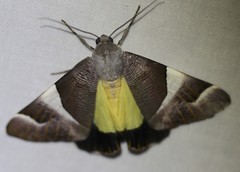 Niceteria macrocosma