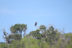 Buteo jamaicensis socorroensis