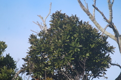 Sideroxylon socorrense