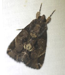 Ercheia dubia