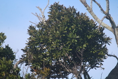 Sideroxylon socorrense