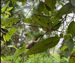 Anchiale austrotessulata