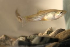 Poecilia zonata