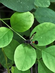 Ropalidia sumatrae