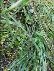 Anchiale austrotessulata