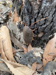 Polyzosteria limbata